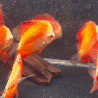 Fuji Red Discus - 1 - The Aquascape Shop