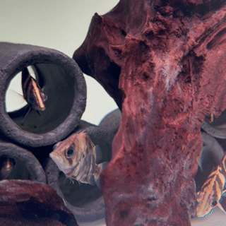 Indonesian Tiger Fish - 1 - The Aquascape Shop