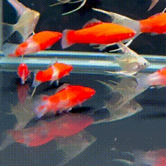 Albino Kohaku Wag Swordtail - 1 - The Aquascape Shop