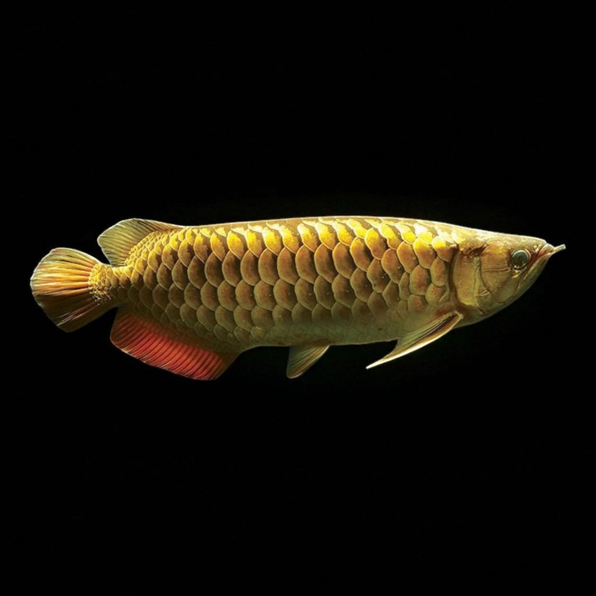 24K Crossback Golden Arowana - The Aquascape Shop