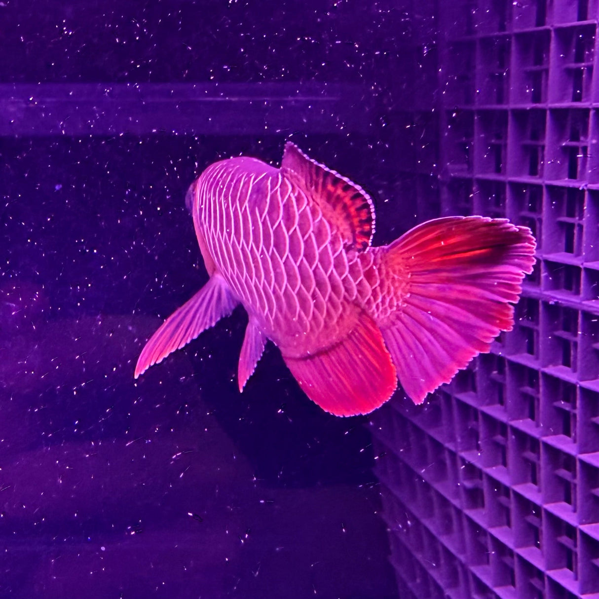 24K Crossback Golden Arowana - The Aquascape Shop