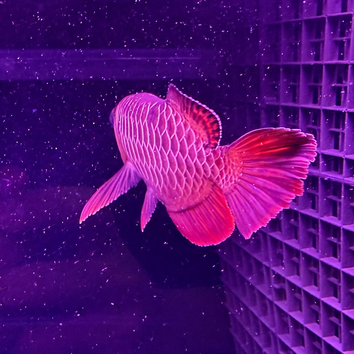 24K Crossback Golden Arowana - The Aquascape Shop