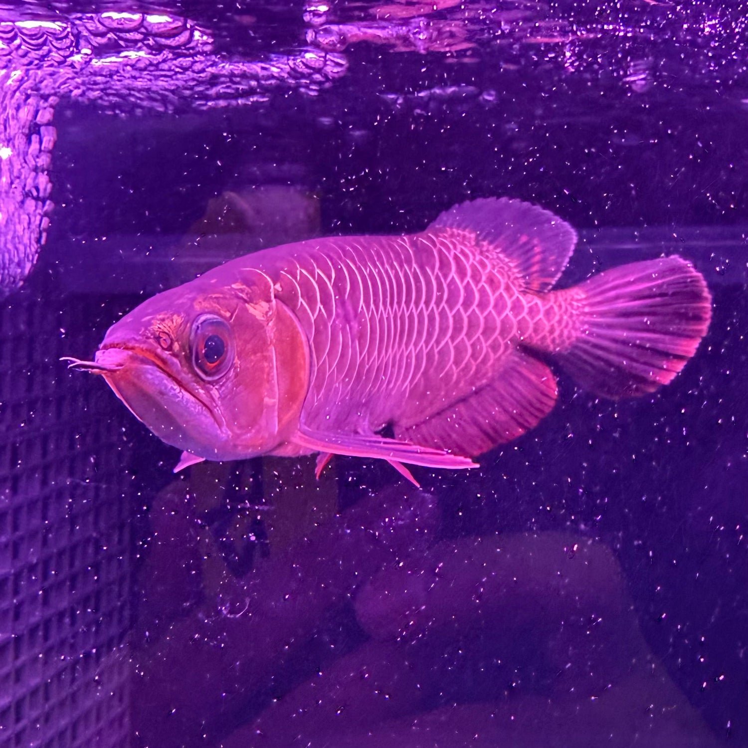 24K Crossback Golden Arowana - The Aquascape Shop