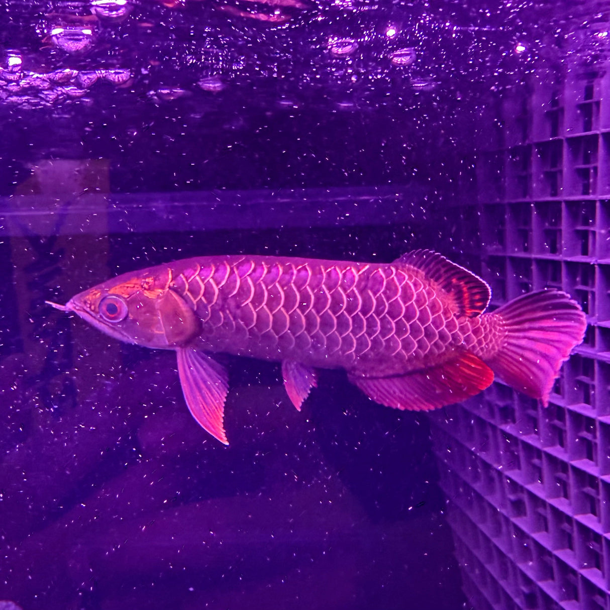 24K Crossback Golden Arowana - The Aquascape Shop