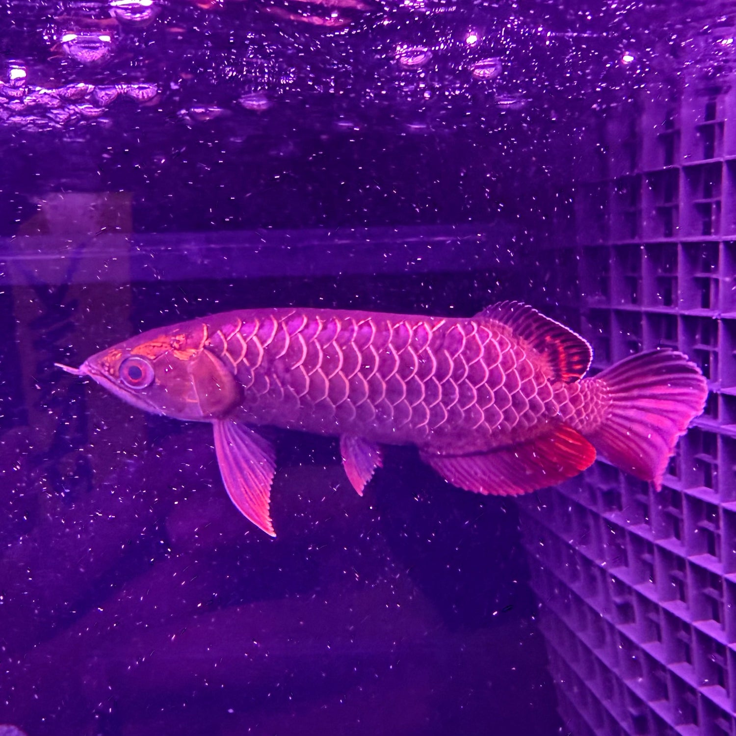 24K Crossback Golden Arowana - The Aquascape Shop