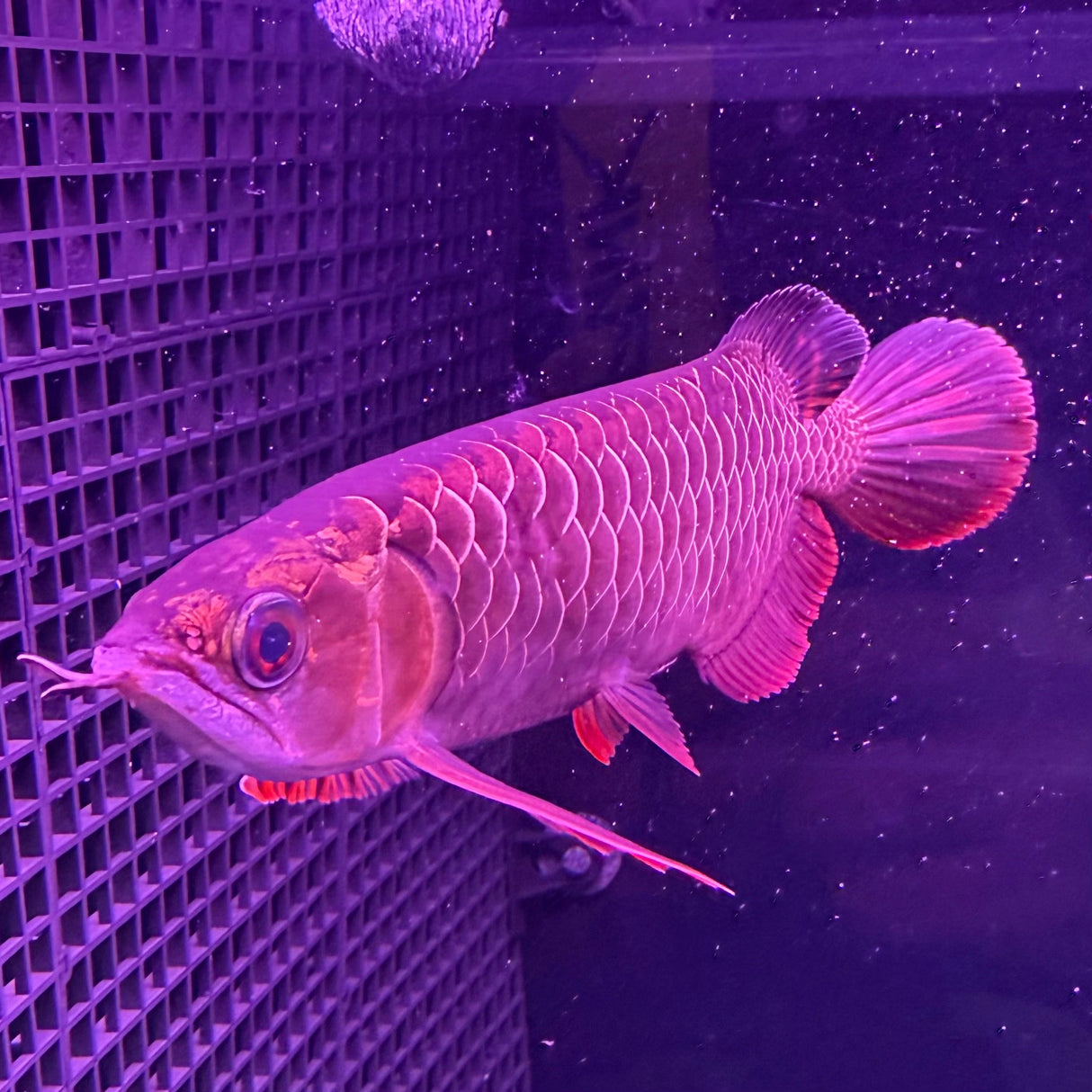 24K Crossback Golden Arowana - The Aquascape Shop