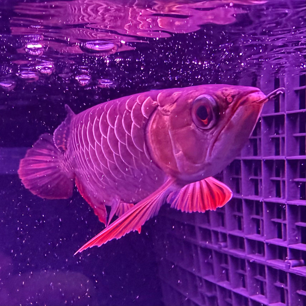 24K Crossback Golden Arowana - The Aquascape Shop