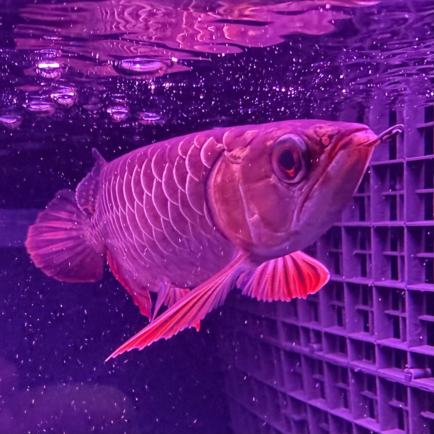 24K Crossback Golden Arowana - The Aquascape Shop