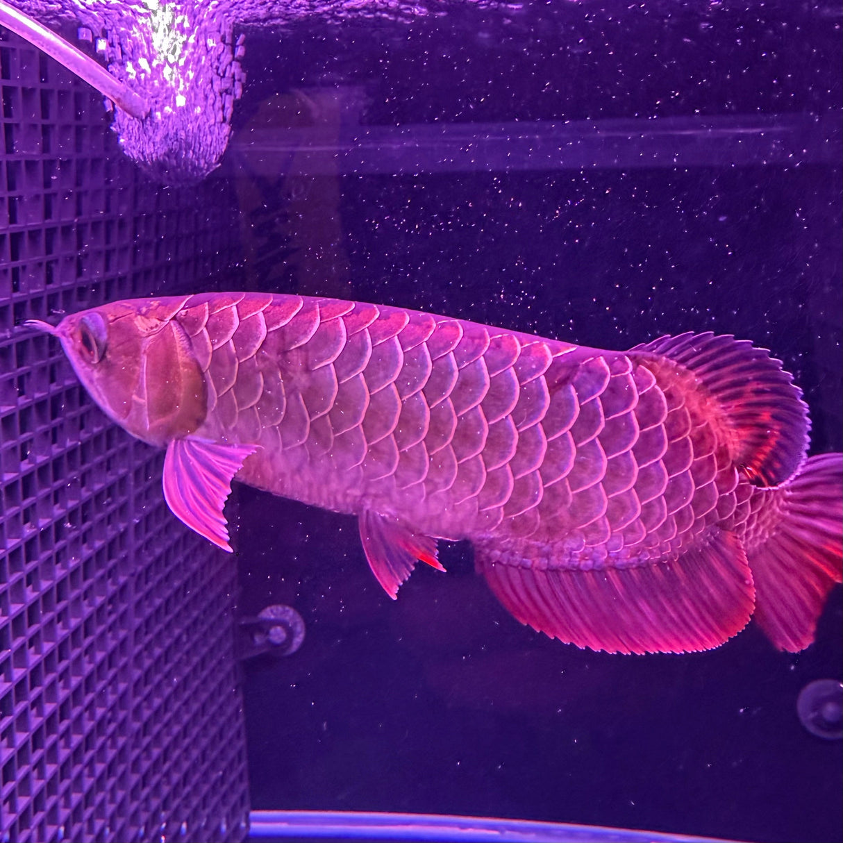 24K Crossback Golden Arowana - The Aquascape Shop