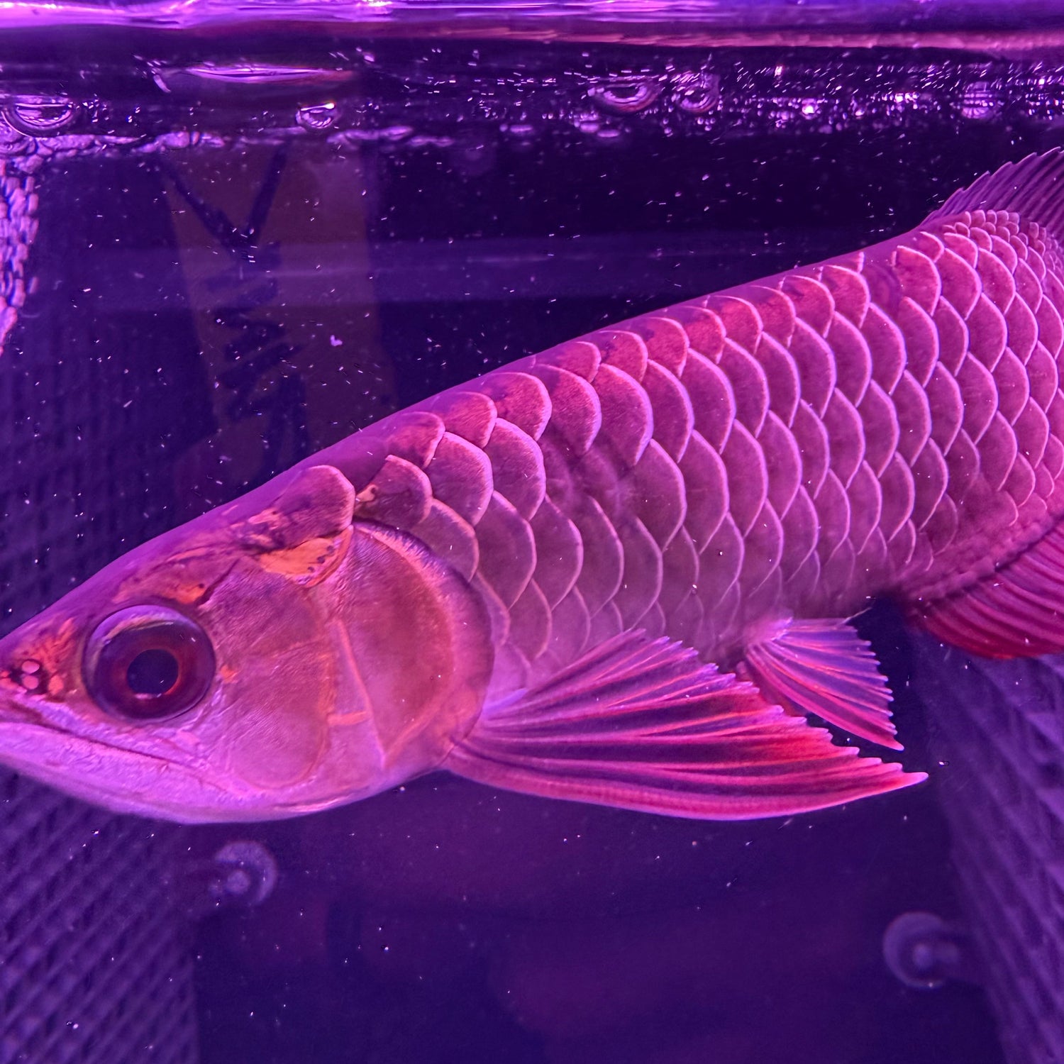 24K Crossback Golden Arowana - The Aquascape Shop