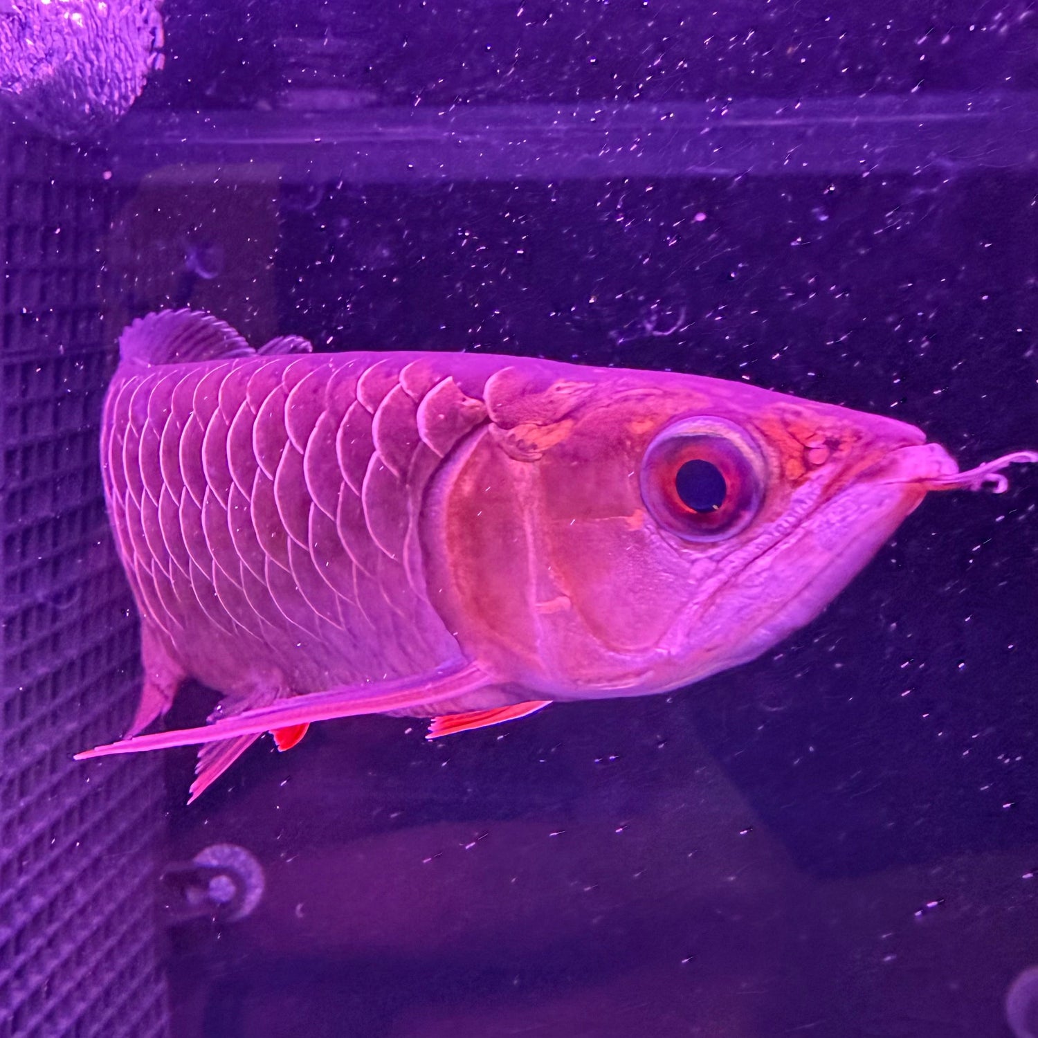 24K Crossback Golden Arowana - The Aquascape Shop