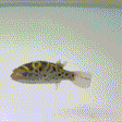 Ceylon Green Pufferfish - 1 - The Aquascape Shop