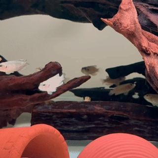 Gold Ocellated Shell - Dweller - 1 - The Aquascape Shop