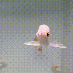 Super Highback RTG Arowana - 1 - The Aquascape Shop