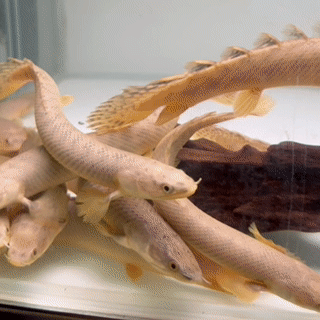 Palmas Bichir - 1 - The Aquascape Shop