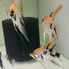 Gold Marble Pearlscale Angelfish - 1 - The Aquascape Shop