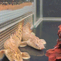 Royal Delhezi Bichir gif