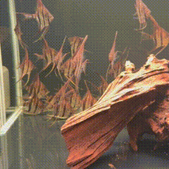 Altum Angelfish - 1 - The Aquascape Shop