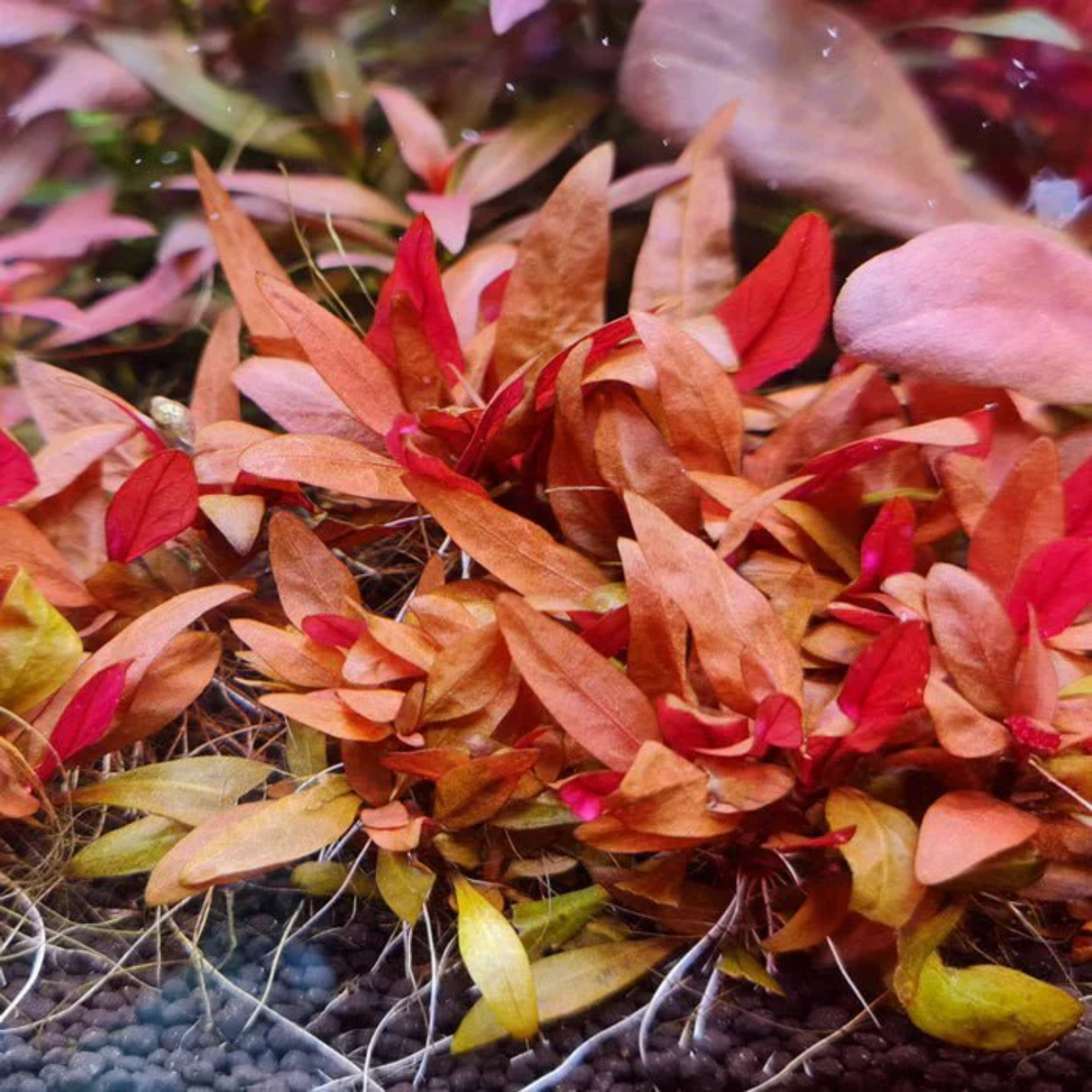 Alternanthera Reineckii 'Mini' (Rare)