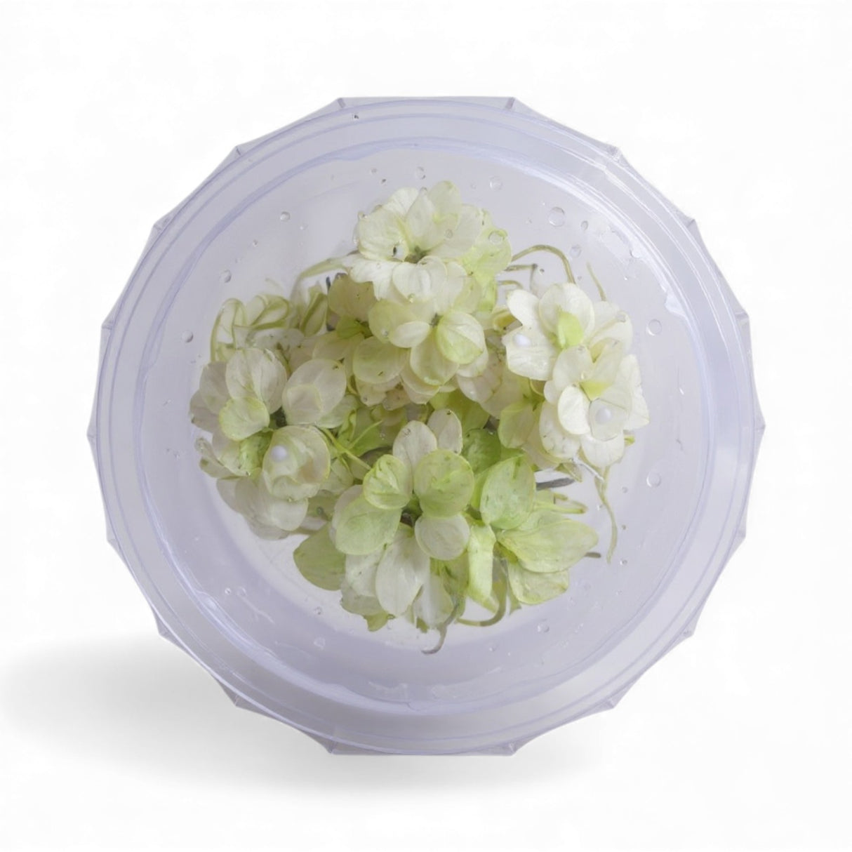 Anubias Marble Tissue Culture (Aquascaping Essentials)