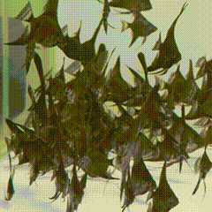 Black Angelfish swimming.