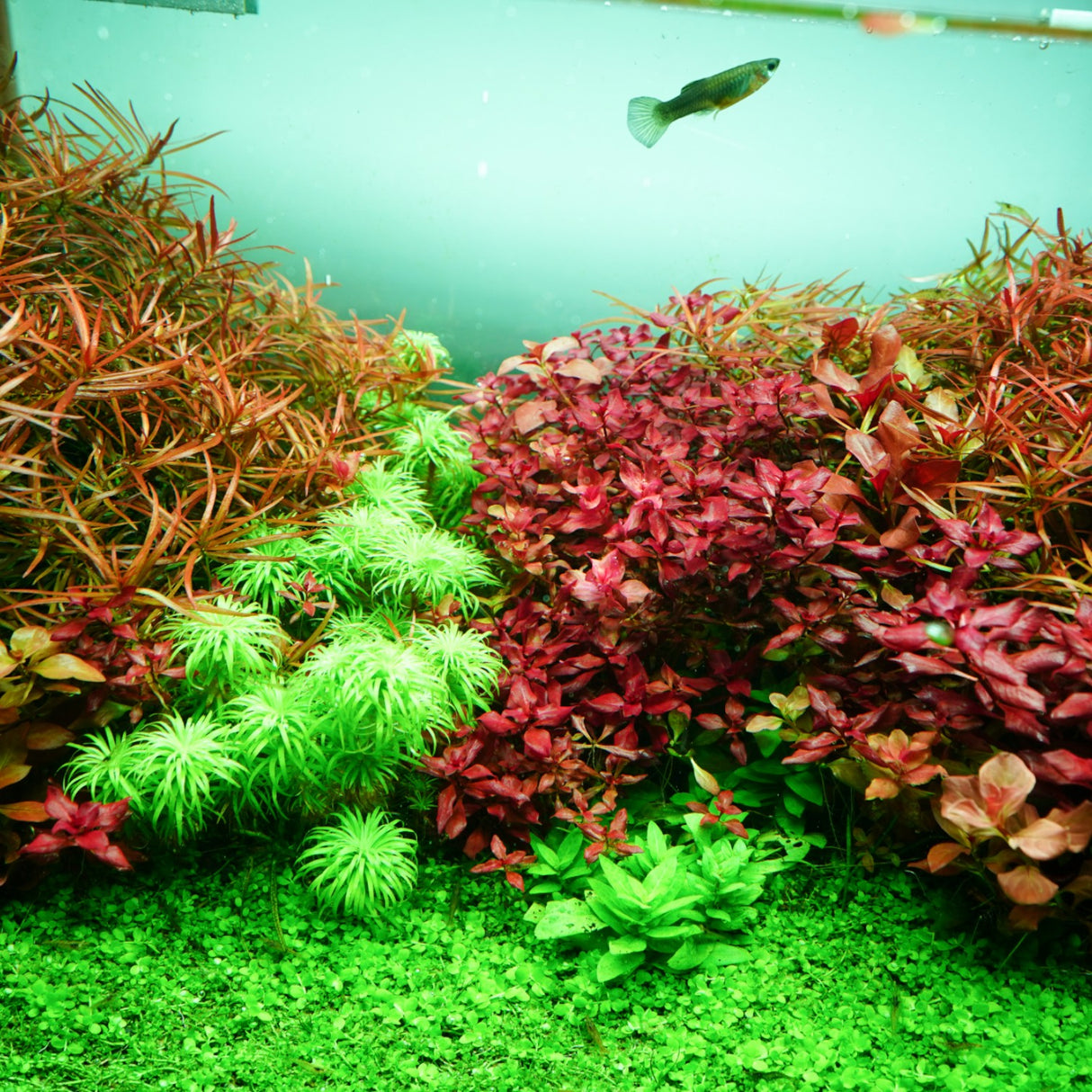 Chihiros RGB VIVID II Mate LED