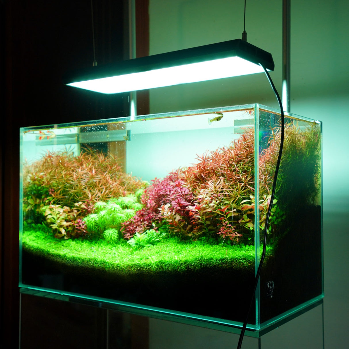Aquarium with plants and a light fixture on a dark background