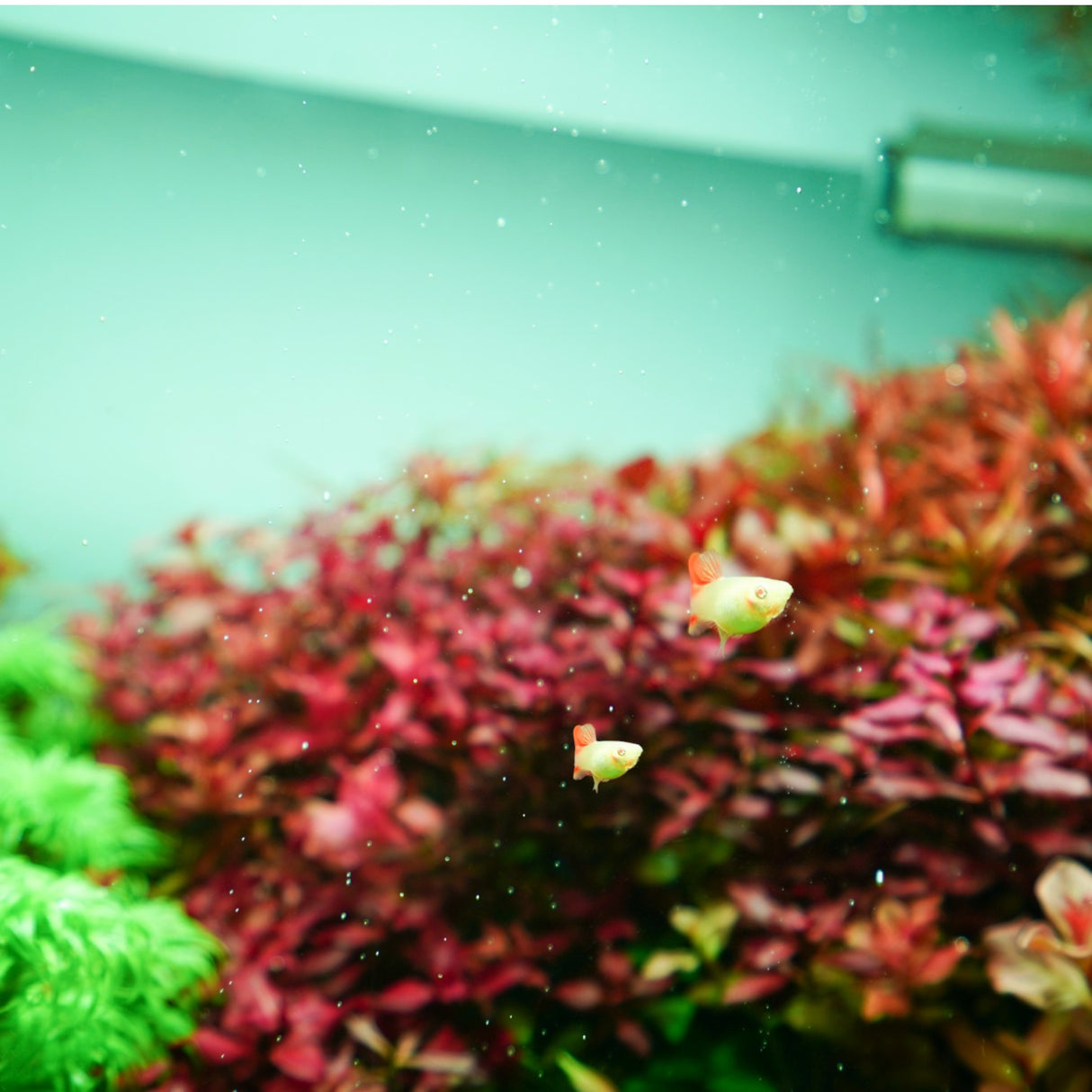 Chihiros RGB VIVID II Mate LED