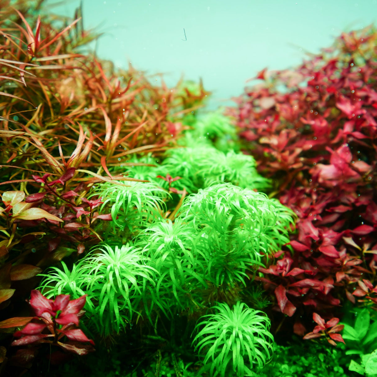 Chihiros RGB VIVID II Mate LED