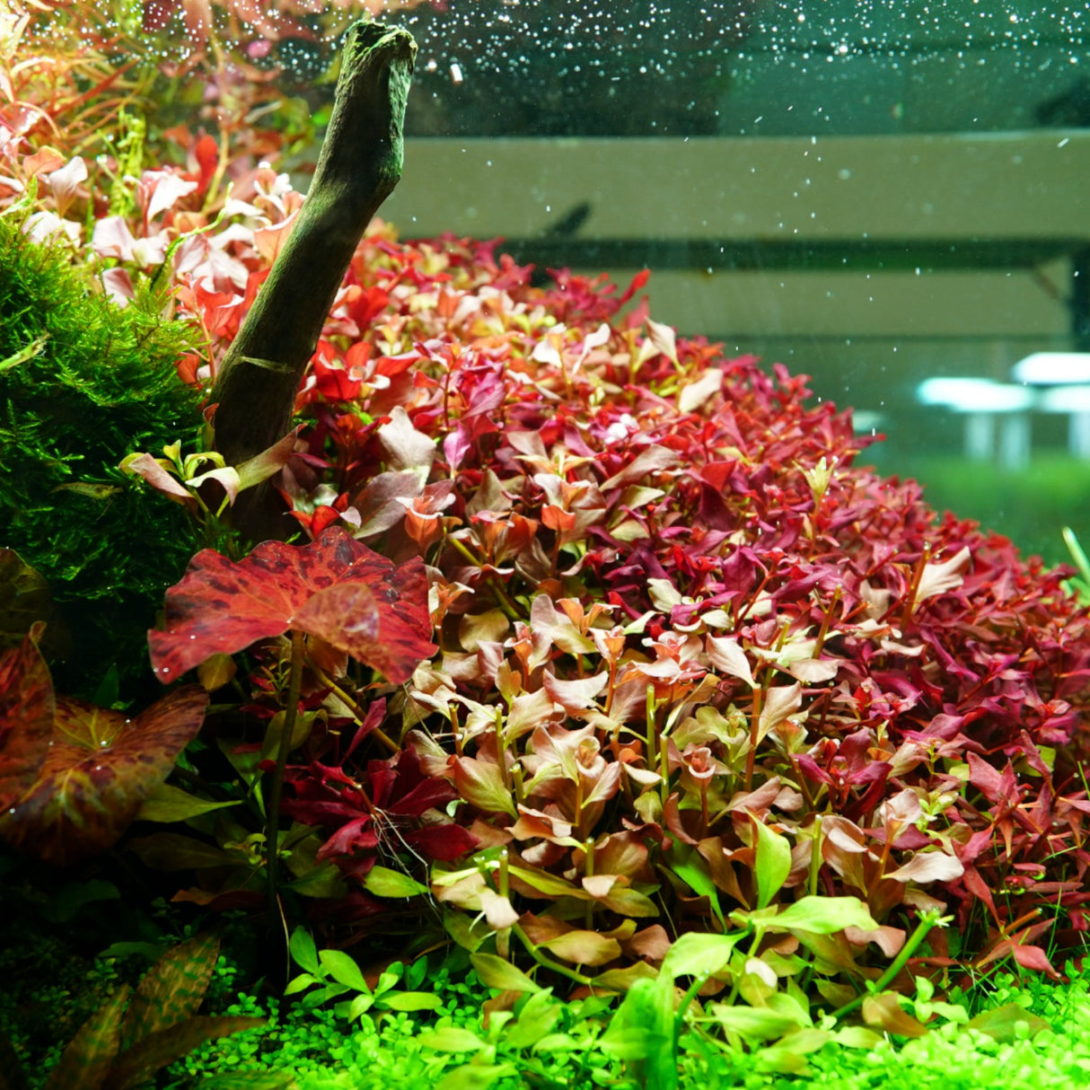 Chihiros RGB VIVID II Mate LED