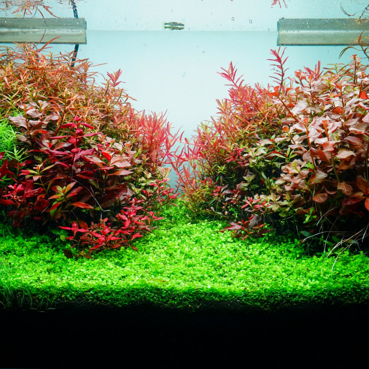 Chihiros RGB VIVID II Mate LED