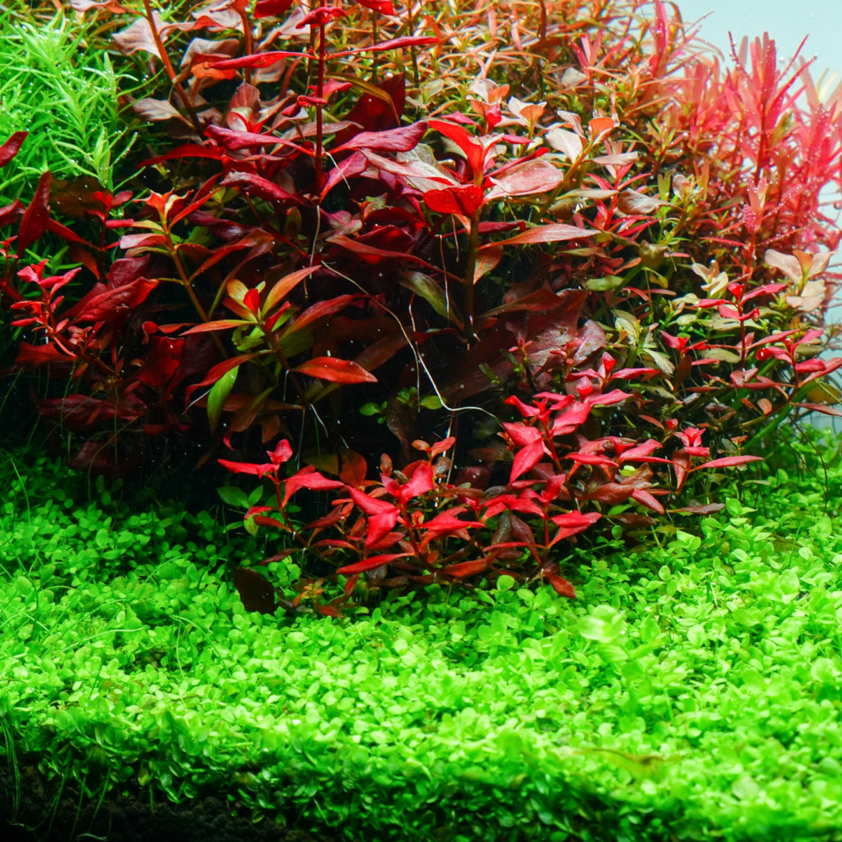 Chihiros RGB VIVID II Mate LED