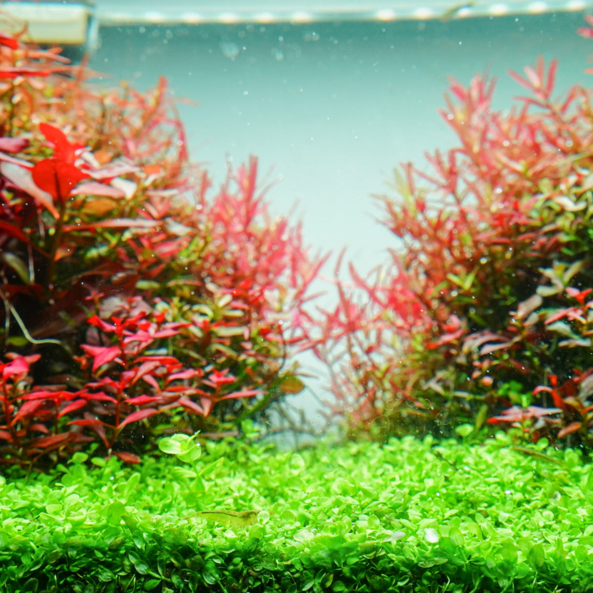 Chihiros RGB VIVID II Mate LED