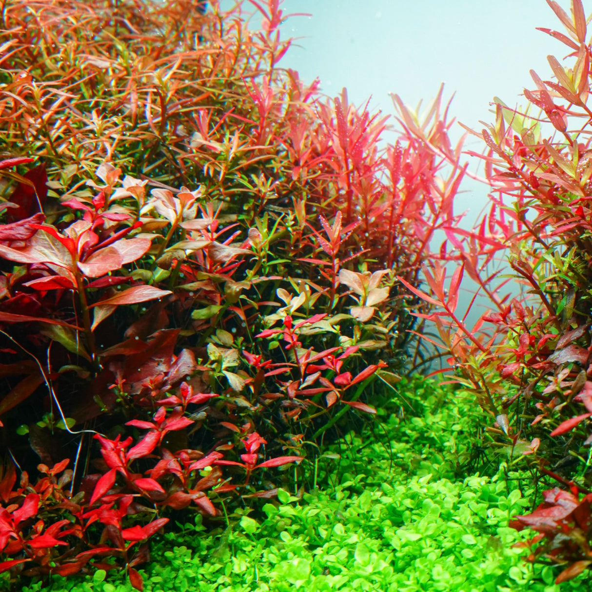 Chihiros RGB VIVID II Mate LED