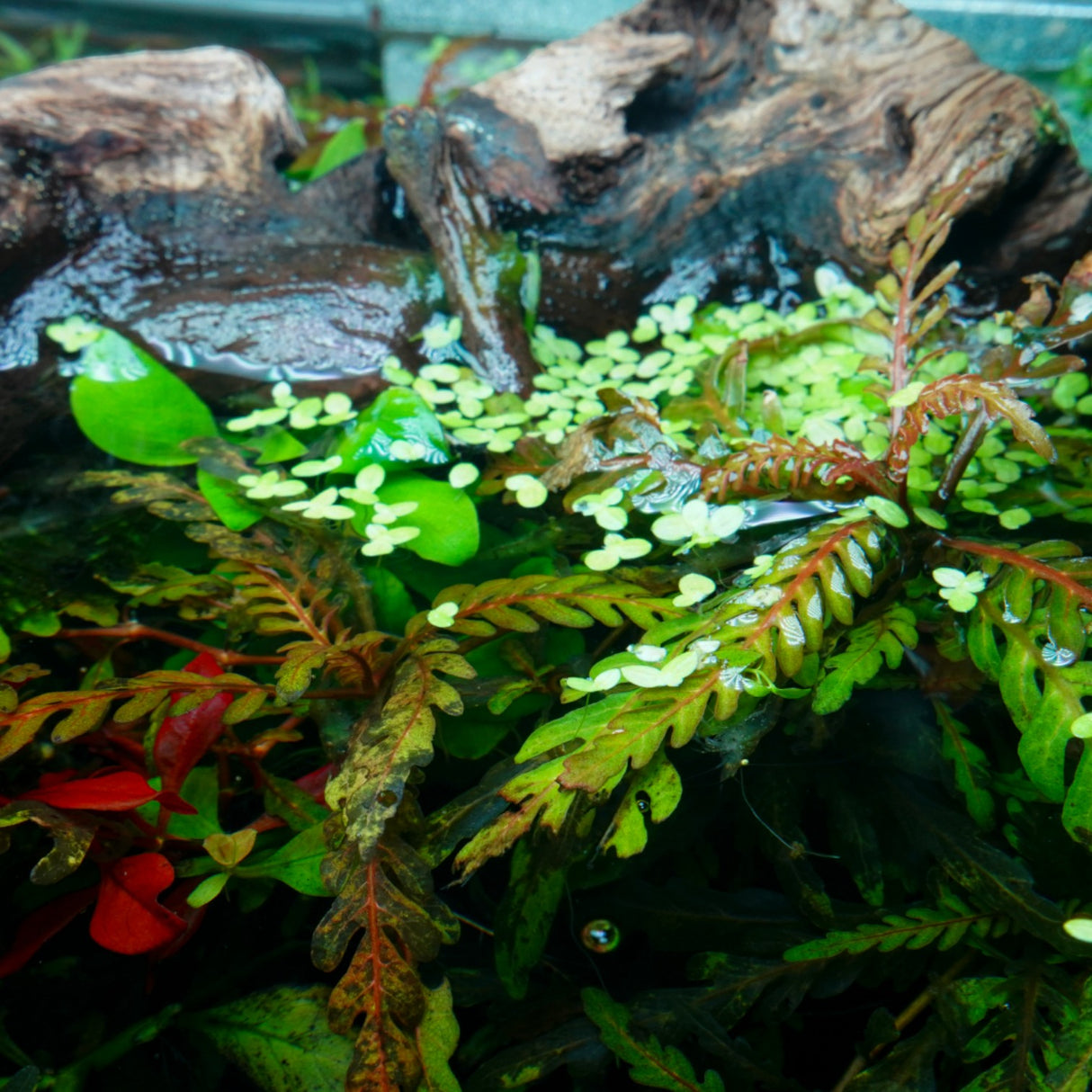 Chihiros RGB VIVID II Mate LED