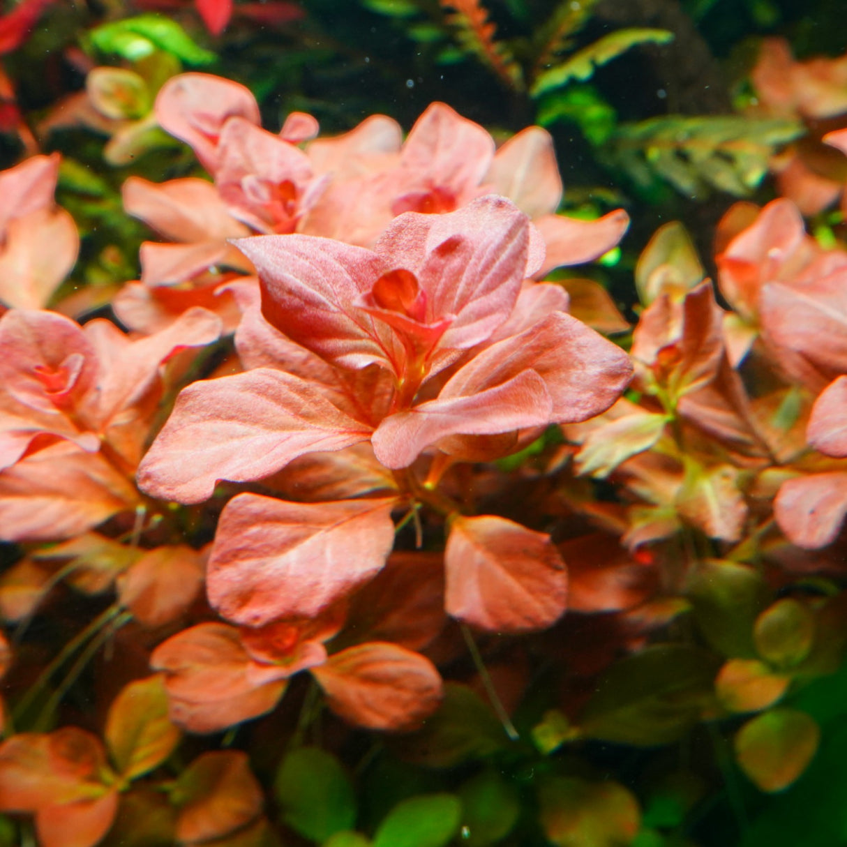 Chihiros RGB VIVID II Mate LED