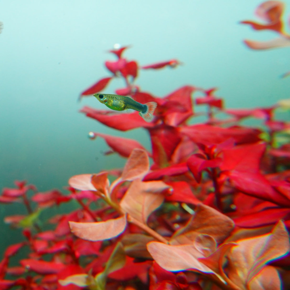 Chihiros RGB VIVID II Mate LED