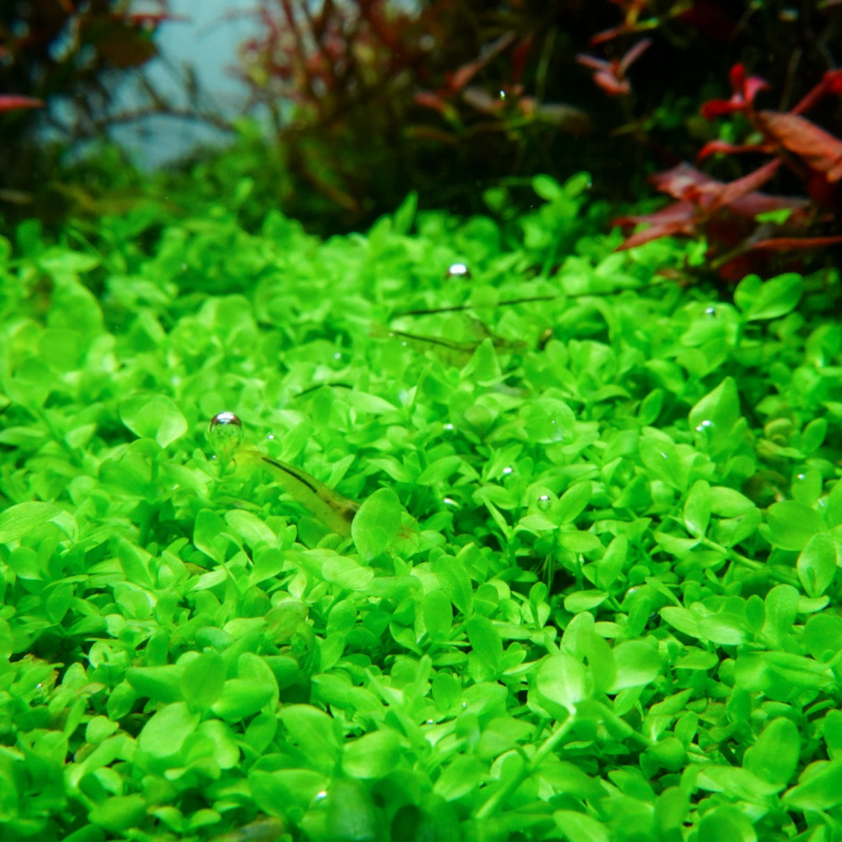 Chihiros RGB VIVID II Mate LED