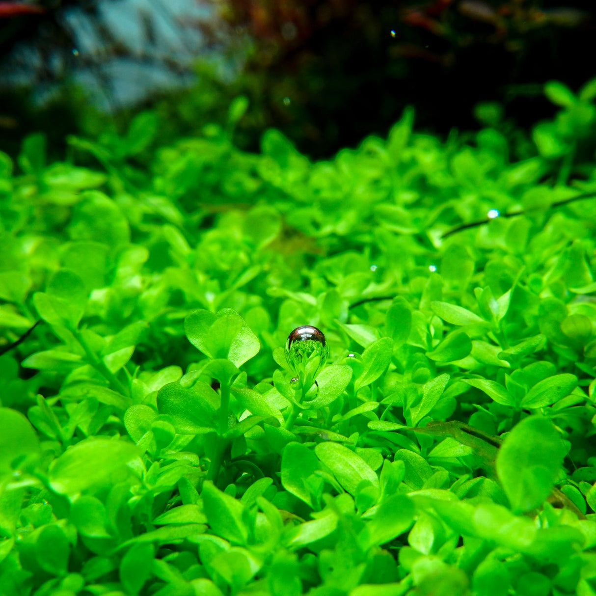 Chihiros RGB VIVID II Mate LED