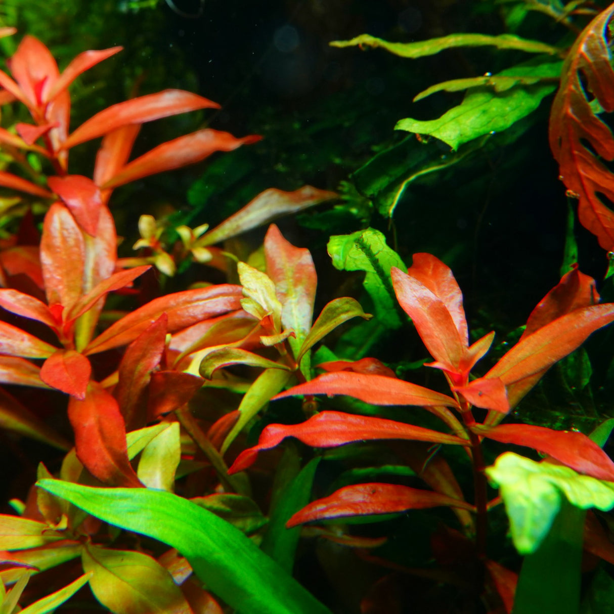 Chihiros RGB VIVID II Mate LED