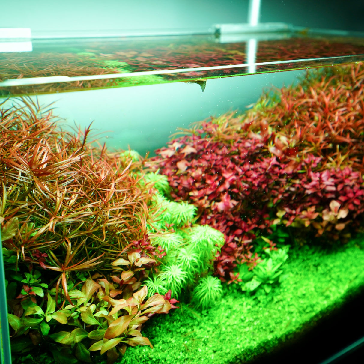 Chihiros RGB VIVID II Mate LED