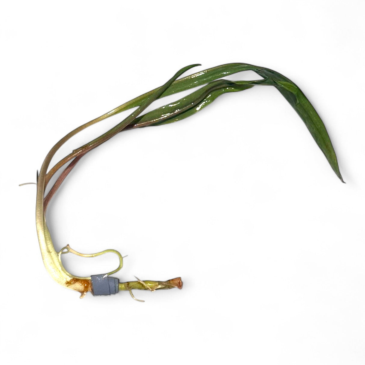 Cryptocoryne Balansae