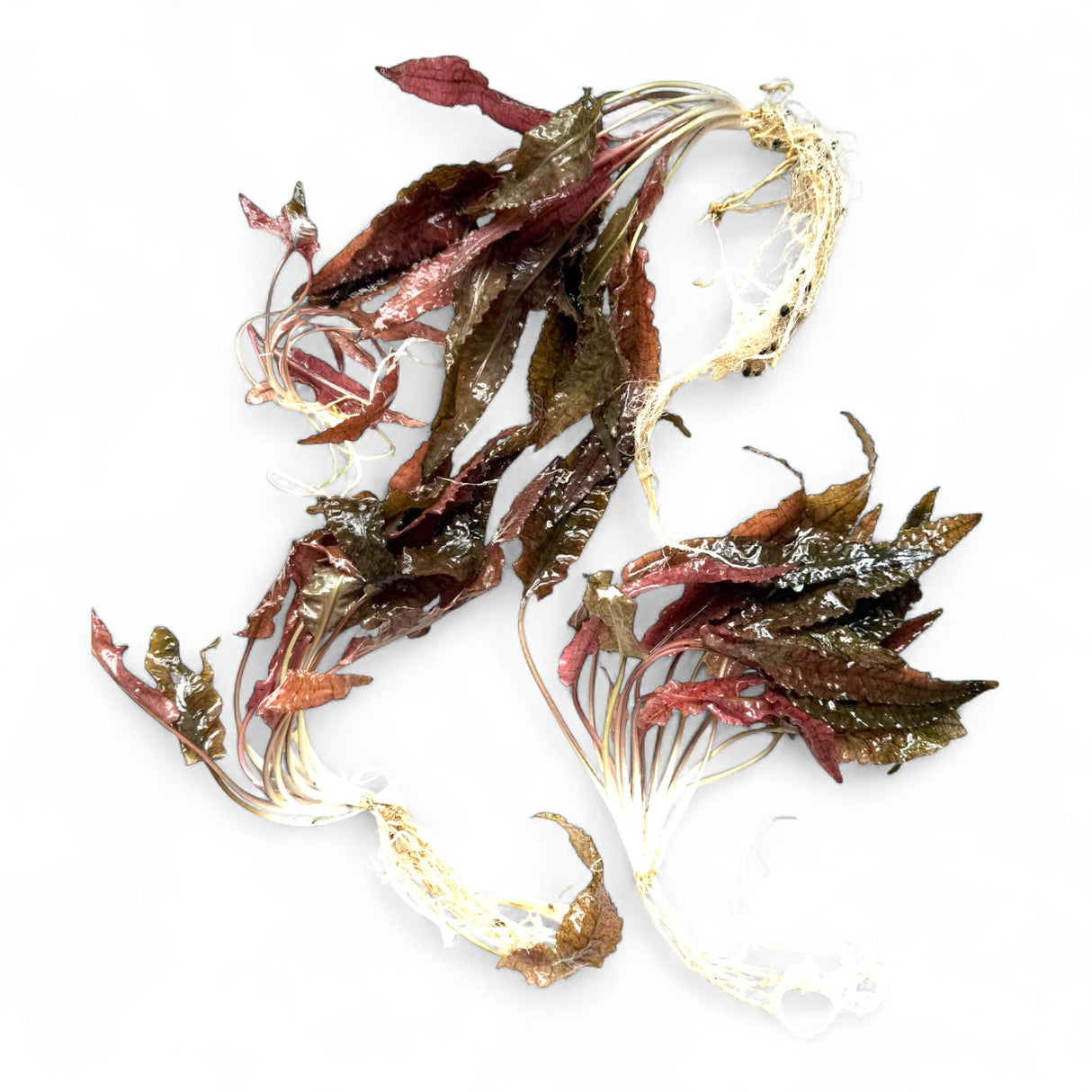 Cryptocoryne Wendtii Pink Flamingo