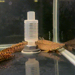 Ornate Bichir - 1 - The Aquascape Shop