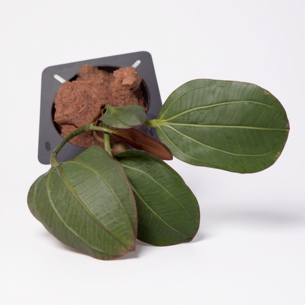 Echinodorus 'Barthii' (Osiris)