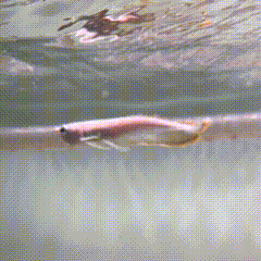 Black Arowana - 1 - The Aquascape Shop