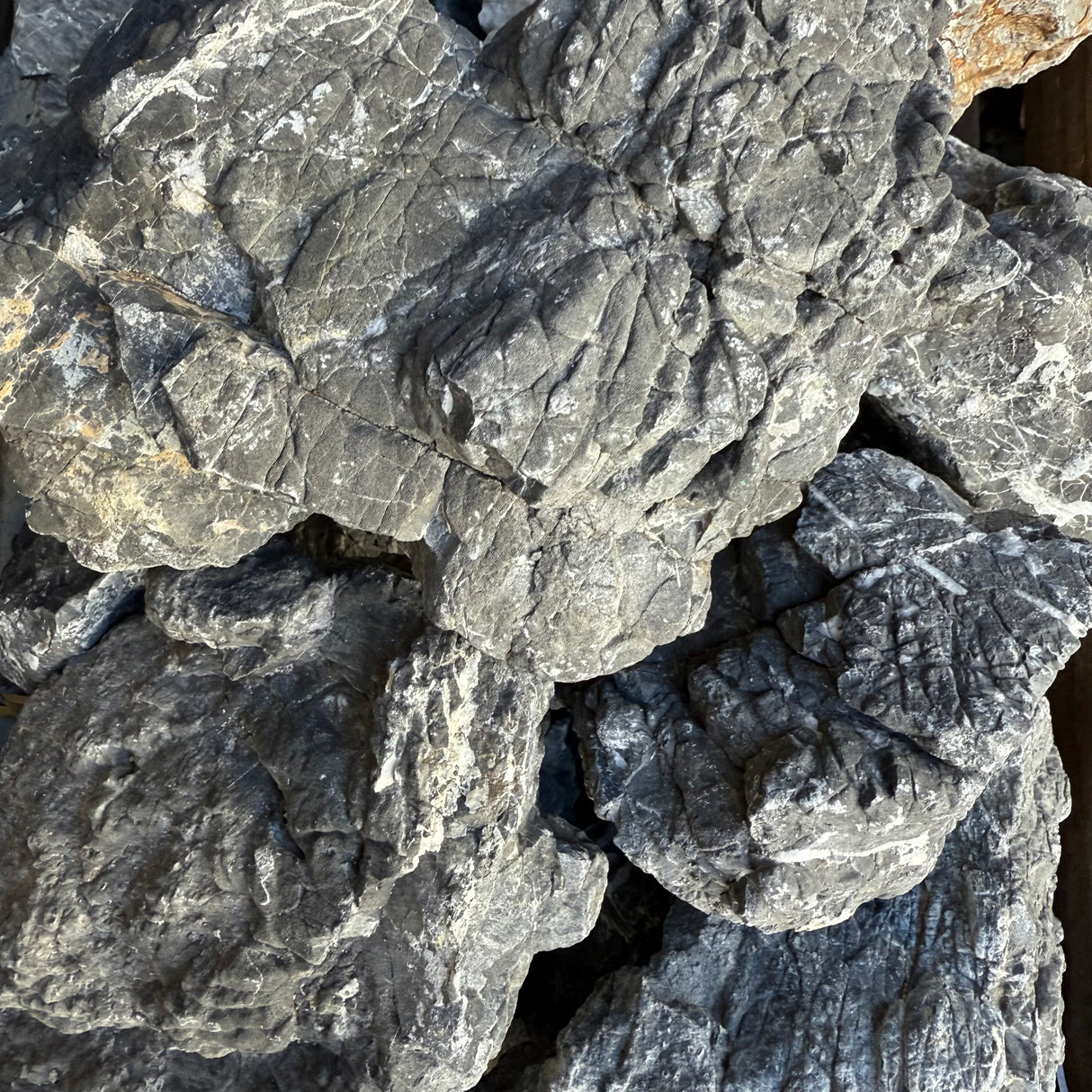 Turtle Vein Stone - 1 - The Aquascape Shop