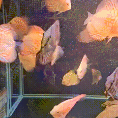 Blood Red Map Discus - 3 - The Aquascape Shop