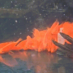 Blood - red Parrot Cichlid - 1 - The Aquascape Shop