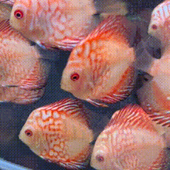 Blood Red Map Discus - 1 - The Aquascape Shop